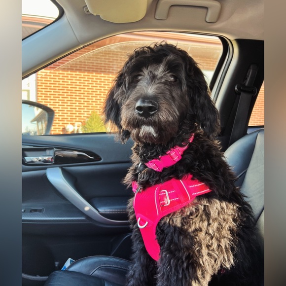 Kelly is Live! Sweet Thrift Finds! LIVE NOW!! Sweet Clara Boutique!💜 - Picture 5 of 6